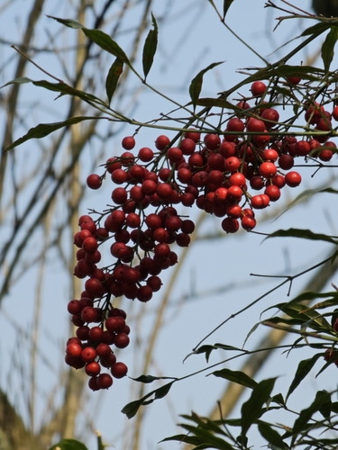Heavenly bamboo