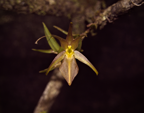 Homalopetalum pumilio image