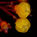 Killipia quadrangularis - Photo (c) John L. Clark, all rights reserved, uploaded by John L. Clark
