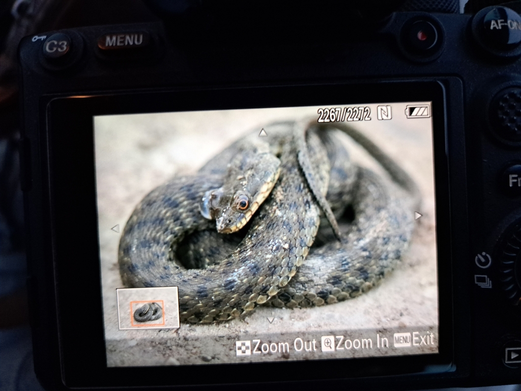 Tessellated Water Snake In February 2024 By Rotem Binyamini INaturalist   Large 