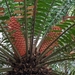Encephalartos gratus - Photo (c) Sunny Hamner, כל הזכויות שמורות, הועלה על ידי Sunny Hamner
