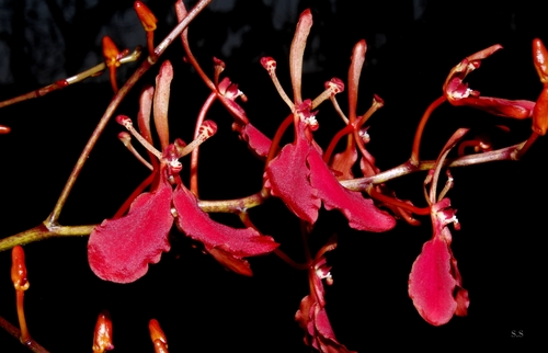 Red Vanda