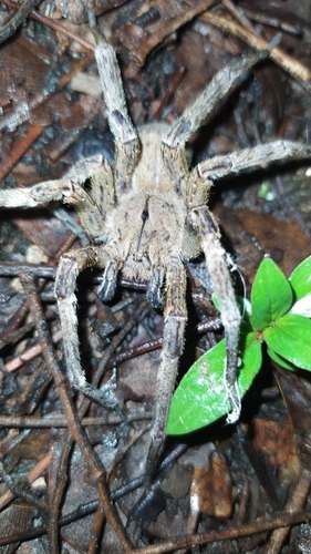 Phoneutria eickstedtae