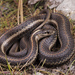 Northwestern Garter Snake - Photo (c) Jake Scott, all rights reserved, uploaded by Jake Scott