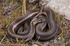 Northwestern Garter Snake - Photo (c) Jake Scott, all rights reserved, uploaded by Jake Scott