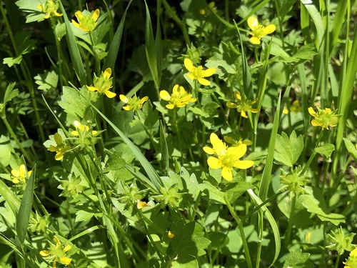 Rough-fruited buttercup