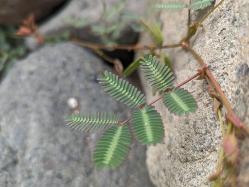 Sensitive Plant (Mimosa pudica)