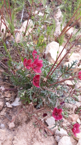 Erodium crassifolium
