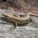 Derjugin's Lizard - Photo (c) Archil Kvelashvili, all rights reserved, uploaded by Archil Kvelashvili