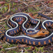 Thamnophis sirtalis concinnus - Photo 由 Jake Scott 所上傳的 (c) Jake Scott，保留所有權利