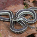 Thamnophis sirtalis pickeringii - Photo 由 Jake Scott 所上傳的 (c) Jake Scott，保留所有權利