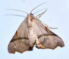 Image of Pero amanda