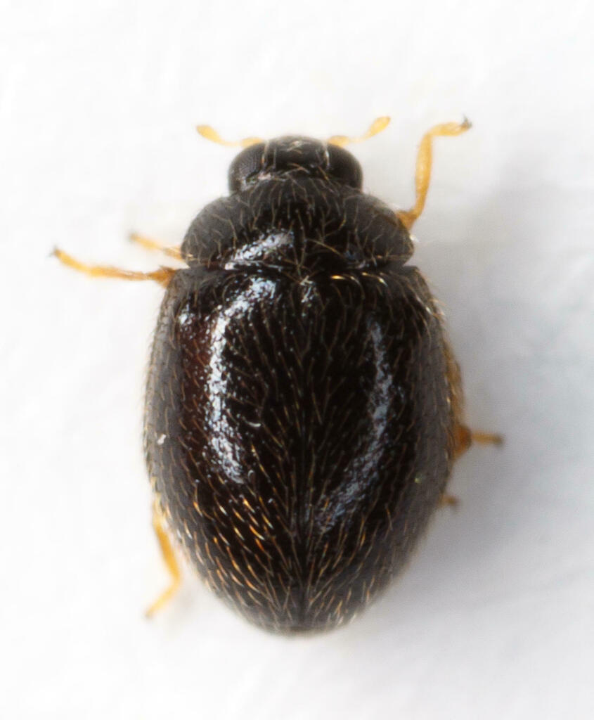 Mite-eating Ladybirds (Genus Stethorus) · iNaturalist, image size:845x1024