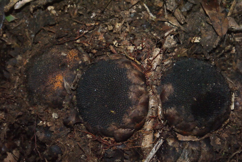 Thonningia malagasica