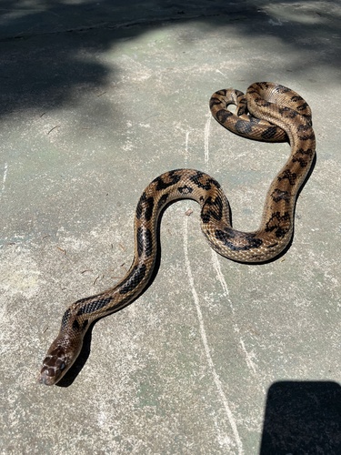 Middle American Gopher Snake