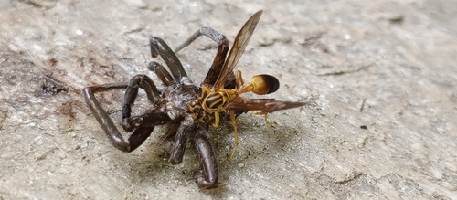 Agelaia pallipes