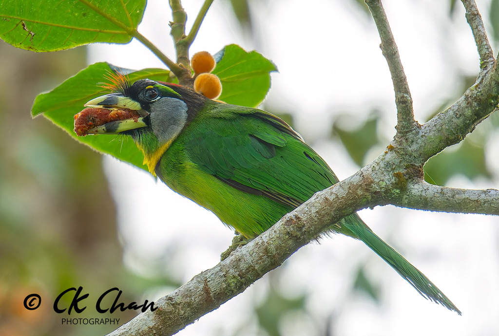 Fire-tufted Barbet (Psilopogon pyrolophus) photo