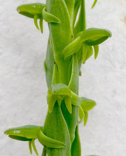 Habenaria xanthochlora