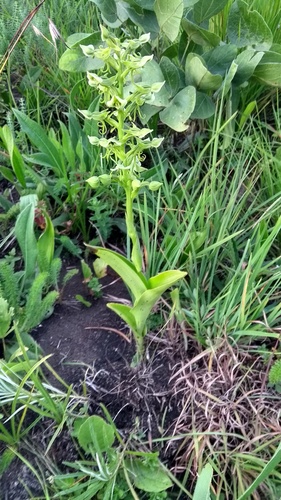 Habenaria trachypetala