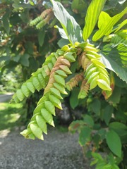 Flemingia strobilifera image