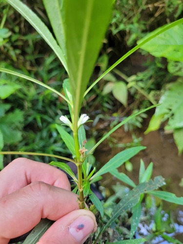 Hygrophila costata image