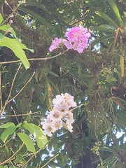 Lagerstroemia speciosa image