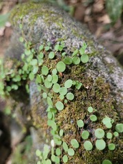 Peperomia rotundifolia image