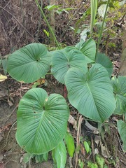 Philodendron grandipes image