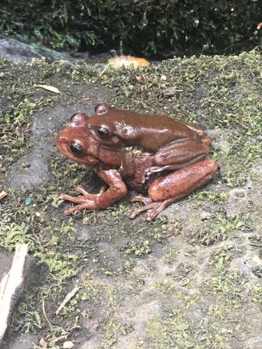 Northern Streamside Tree Frog