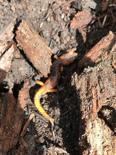 iNaturalist observation photo of Sierra Nevada Ensatina