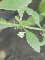 Scoparia dulcis image