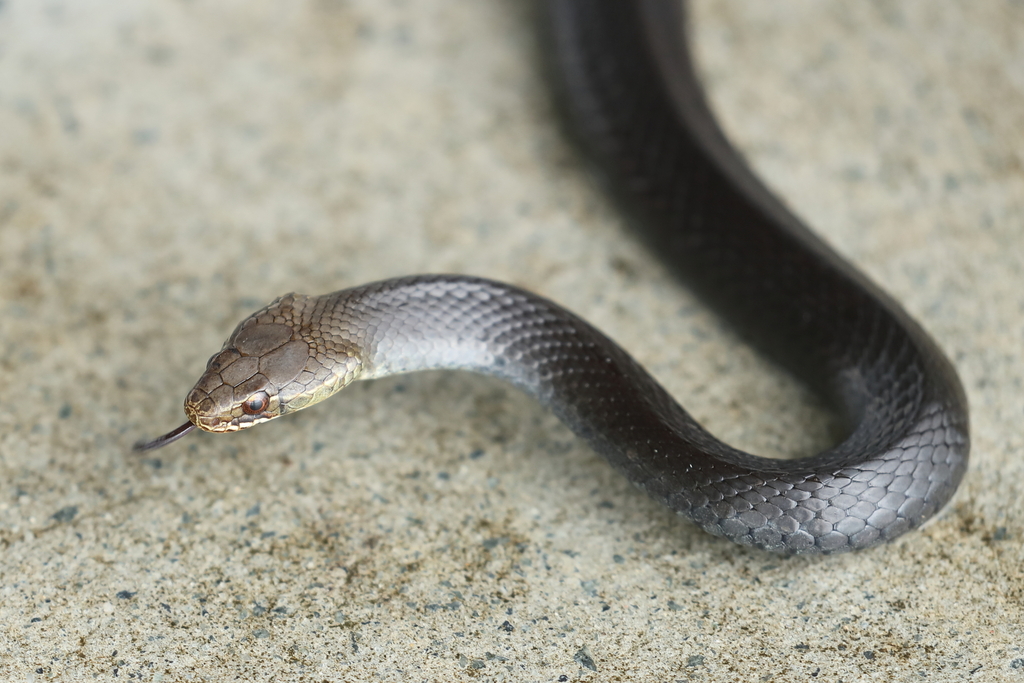 Marsh Snake from Gold Coast QLD, Australia on February 12, 2024 at 09