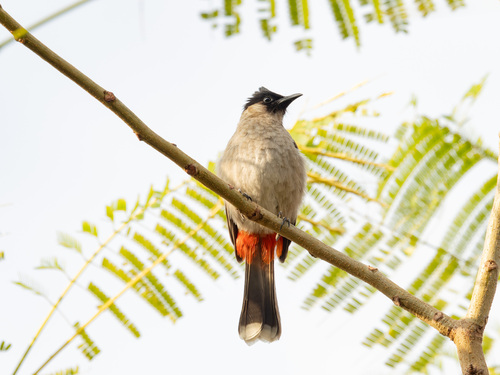 Sooty-headed Bulbul
