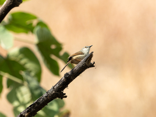 Rufescent Prinia