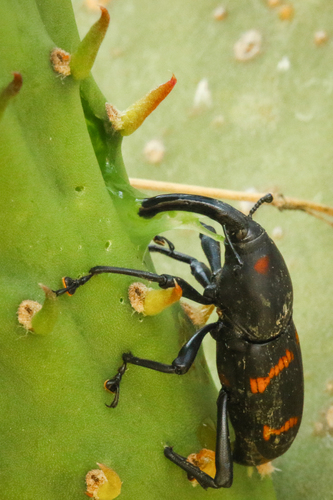 Cactus Weevil