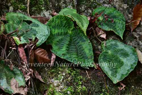 Begonia lanternaria