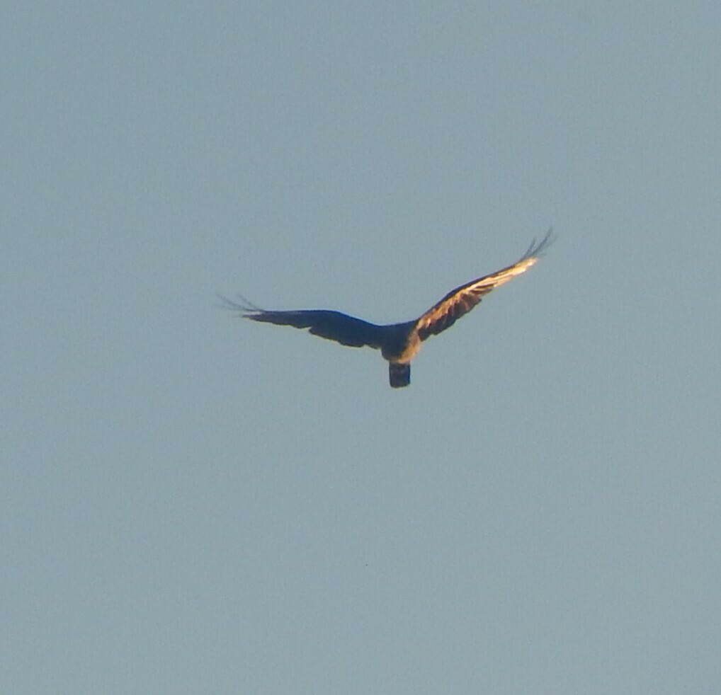 Hawks Eagles Kites And Allies From Plottier Neuquén Argentina On