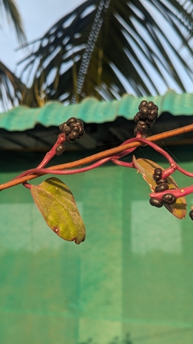 Malabar spinach