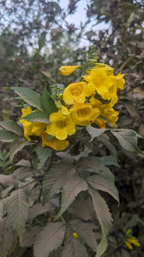 yellow trumpet flower