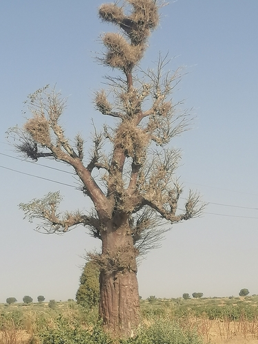 African baobab