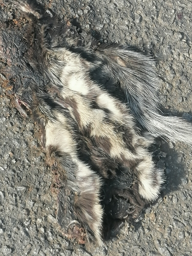 Saharan Striped Polecat