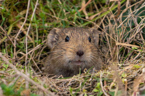 Harting's Vole (Microtus hartingi) — Data Deficient Mammalia