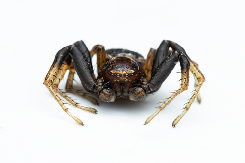 Double-banded Crab-spider