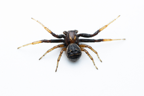 Double-banded Crab-spider