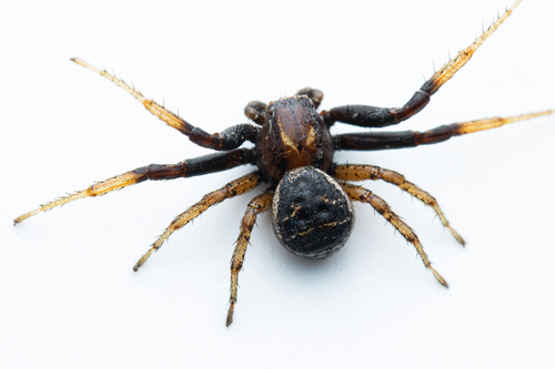 Double-banded Crab-spider