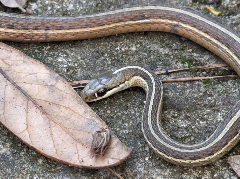Common Ribbon Snake from Shellman Bluff, GA 31331, USA on February 14 ...