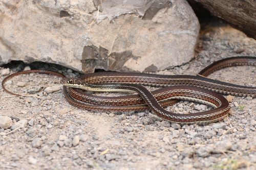 Striped Whipsnake