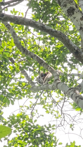 Coastal Black-handed Titi