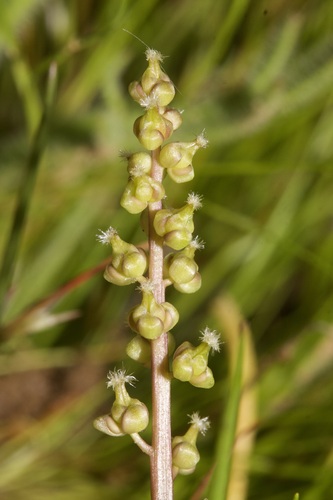 Triglochin barrelieri