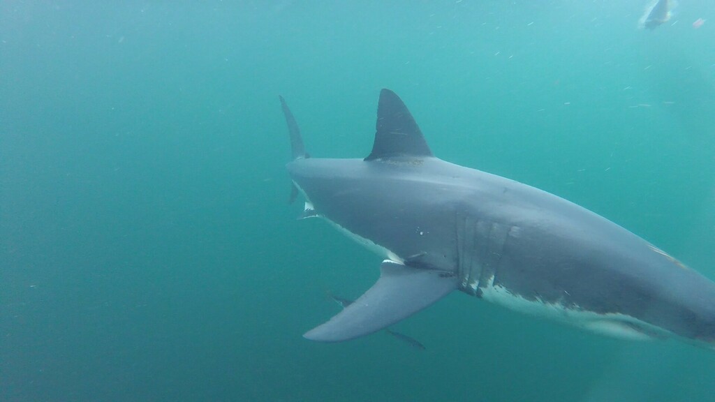 Great White Shark In February 2024 By Shark Exp Adminstration 20240212   Large 